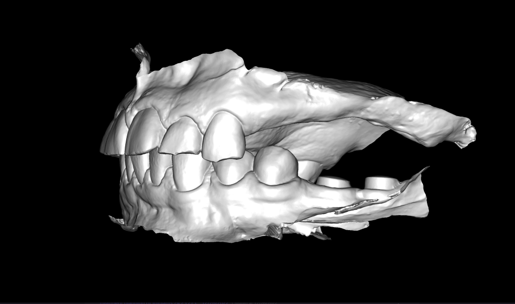 Implant planning together with the Diagnocat STL module 4 Implant planning together with the Diagnocat STL module 3